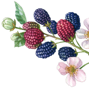 flowers berries right