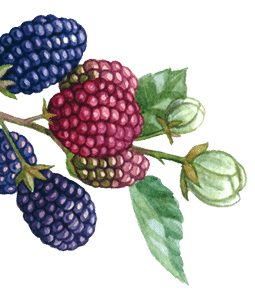 flowers berries